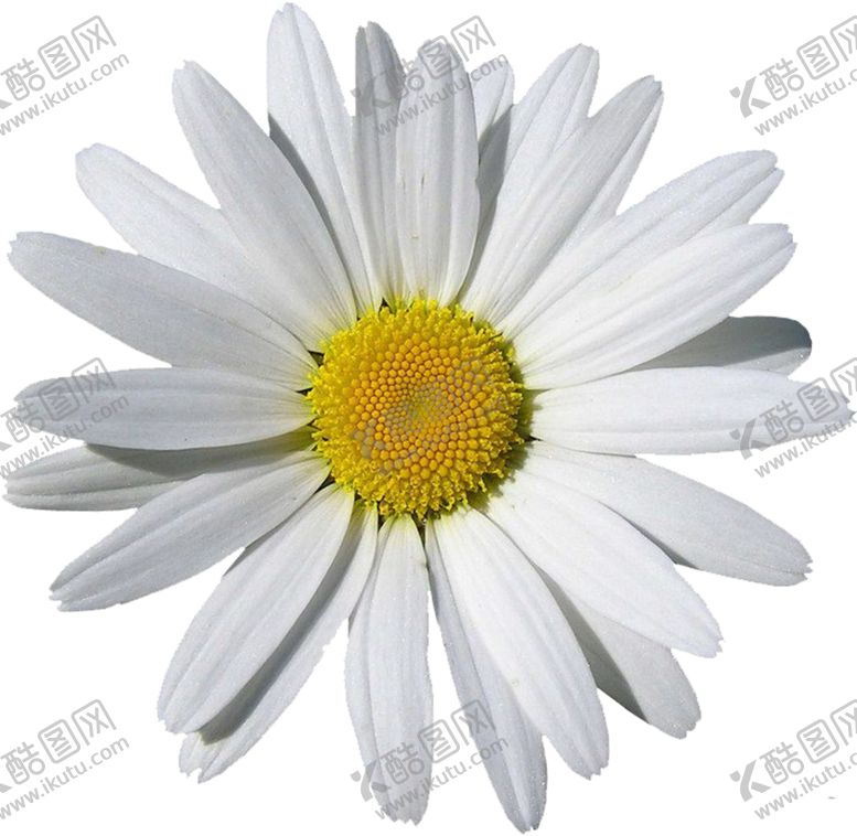 编号：84136105111343285767【酷图网】源文件下载-洋甘菊免扣png图片