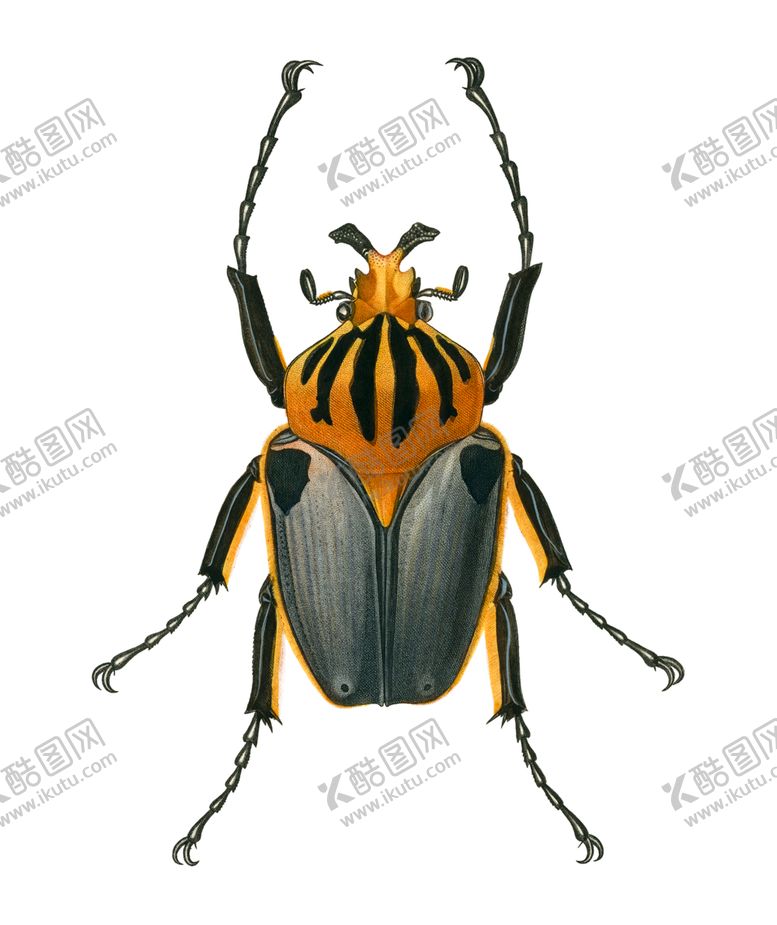编号：91555902030521015466【酷图网】源文件下载-昆虫虫子
