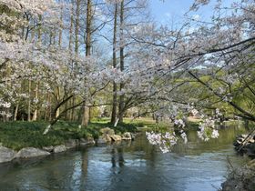 樱花林