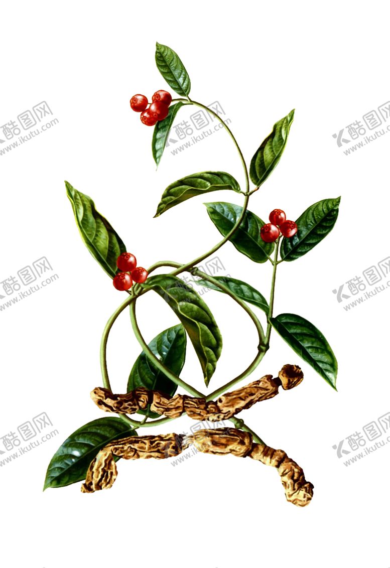 编号：63362909270508368412【酷图网】源文件下载-巴戟天