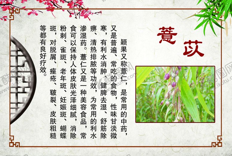 编号：73024809282130164921【酷图网】源文件下载-薏苡