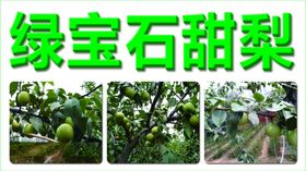 绿宝石甜梨