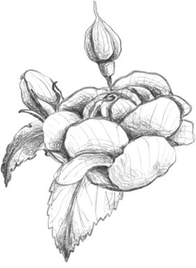 玫瑰花素描绘画