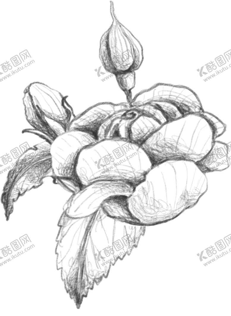 编号：69276810272354474456【酷图网】源文件下载-玫瑰花素描绘画