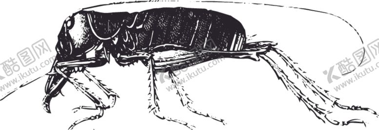 编号：15204807030736095657【酷图网】源文件下载-自然昆虫标本插画