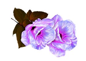 鲜花素材粉玫瑰矢车菊朵