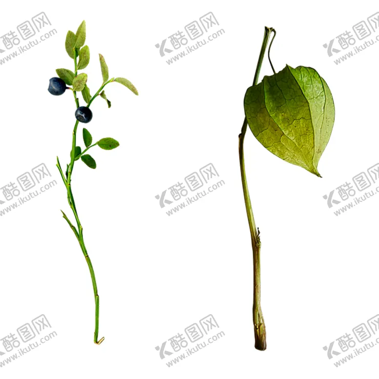 编号：92145707011305374507【酷图网】源文件下载-绿色植物