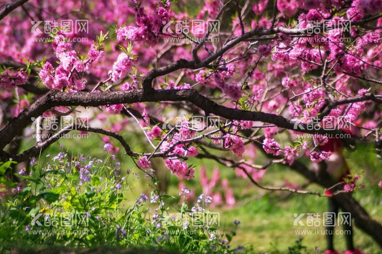 编号：96598512210118113372【酷图网】源文件下载-樱花