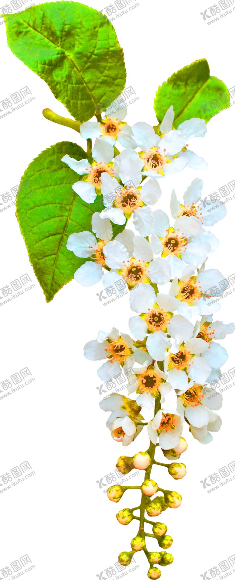 编号：74446709291118287085【酷图网】源文件下载-花素材