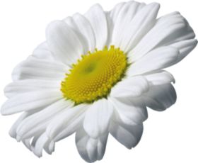 小白菊