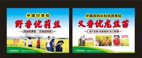 香稻种子海报