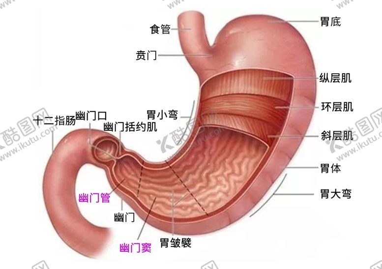 编号：52576702111502431720【酷图网】源文件下载-胃部结构图