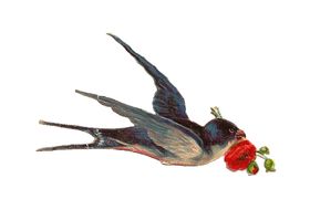 燕子素材