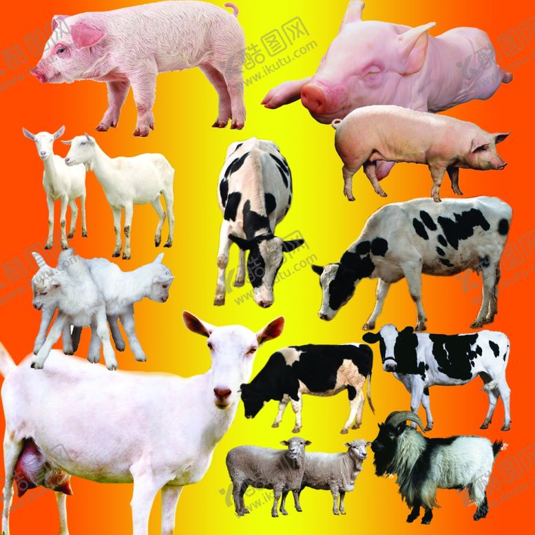 编号：77066209290319092686【酷图网】源文件下载-猪牛羊肉