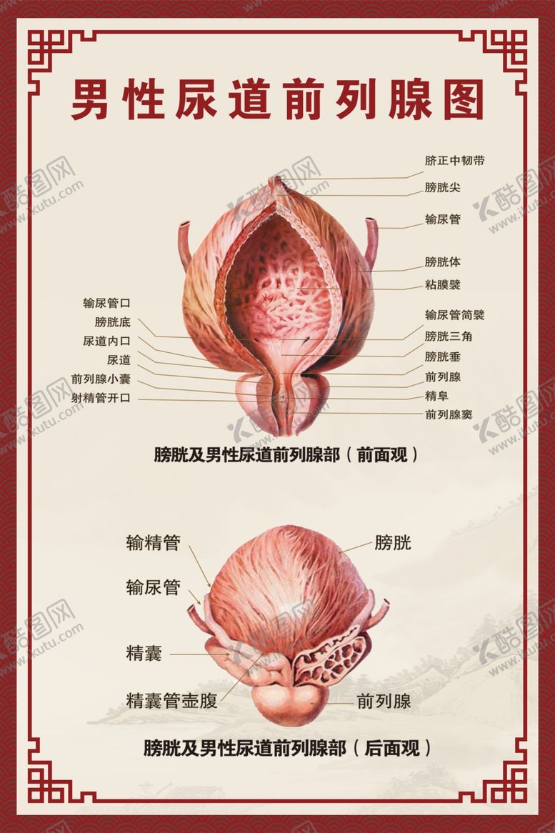 编号：42851101271317543643【酷图网】源文件下载-男性生殖系统解剖图