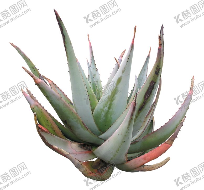编号：56179407012224588868【酷图网】源文件下载-芦荟植物素材