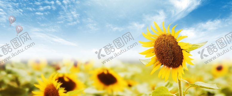 编号：25513107081718259977【酷图网】源文件下载-向日葵
