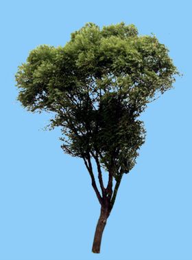 景观树