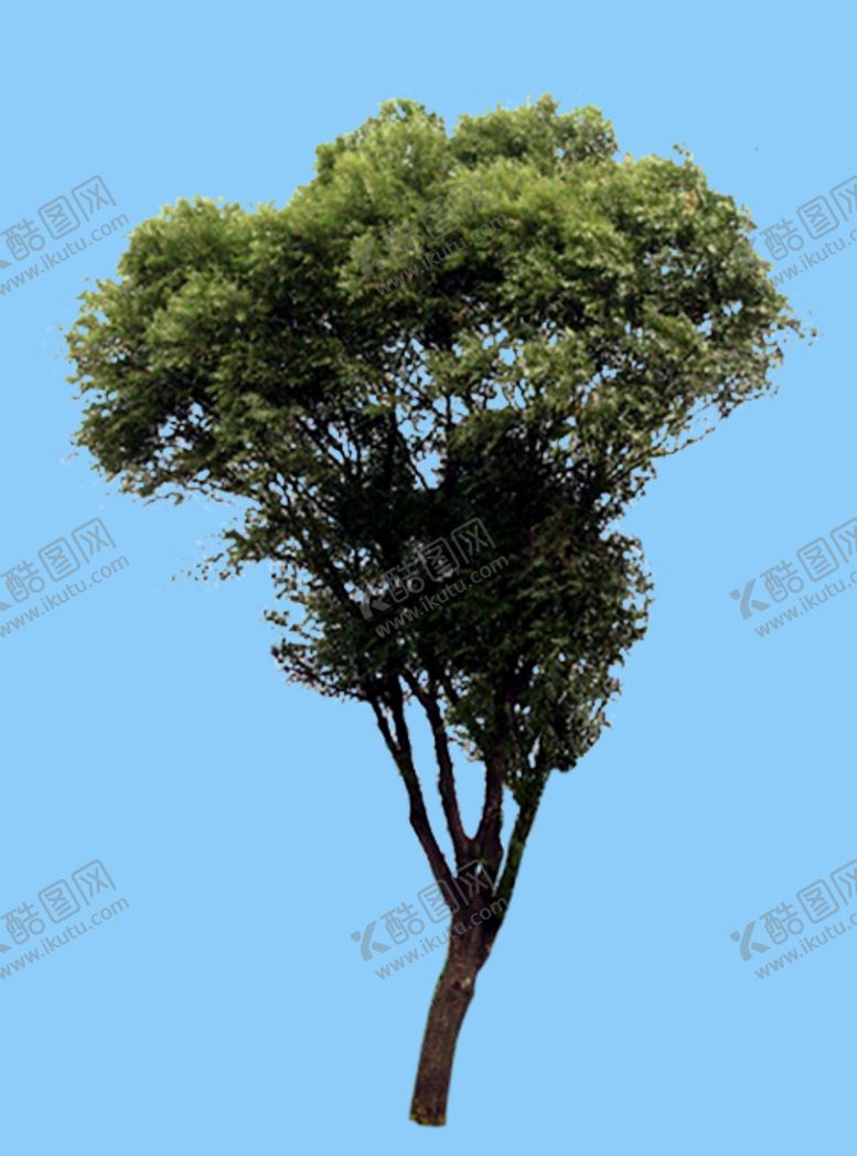 编号：50853307040210281079【酷图网】源文件下载-景观树