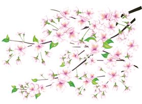 樱花素材