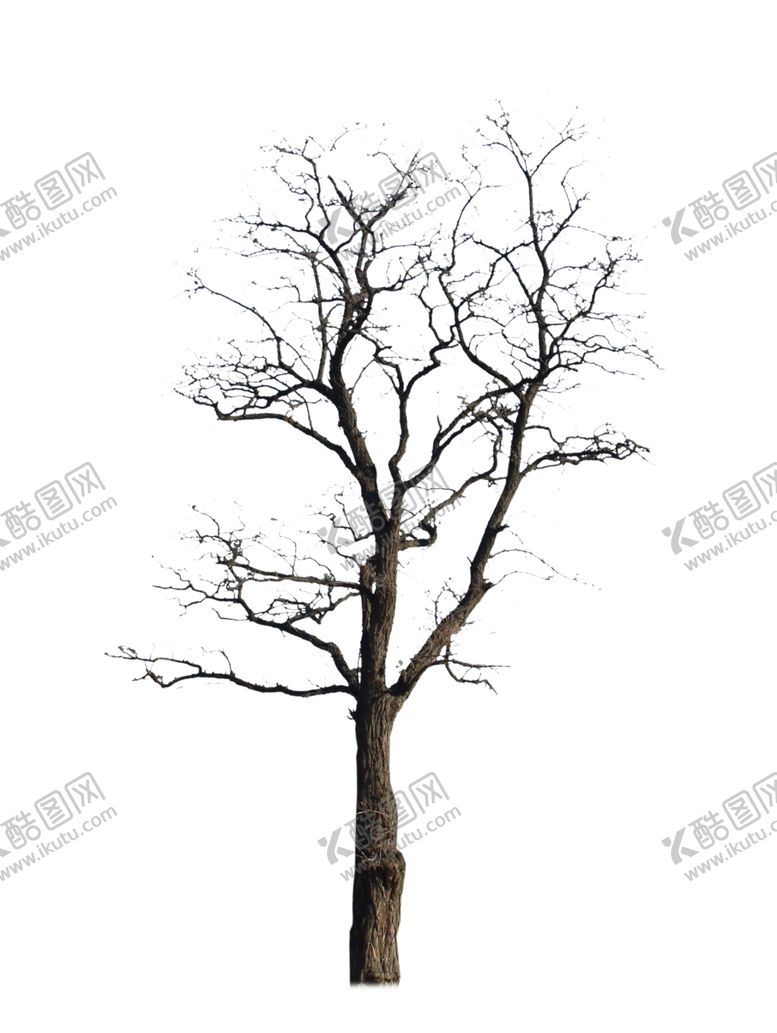 编号：31153809212032315509【酷图网】源文件下载-枯树干树