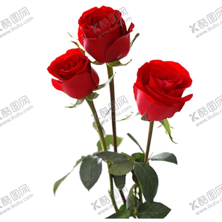 编号：78960109181247016665【酷图网】源文件下载-玫瑰