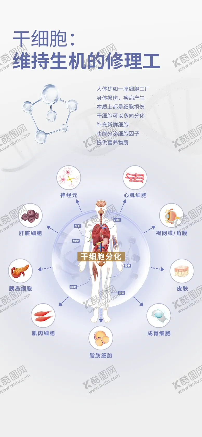 编号：85690502211749527327【酷图网】源文件下载-干细胞成分海报
