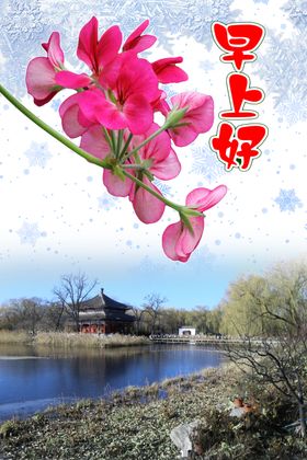 天竺葵