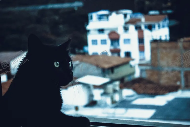编号：47111511261842026734【酷图网】源文件下载-黑猫