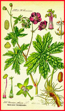 花朵花卉植物手绘插画