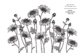 花蕊