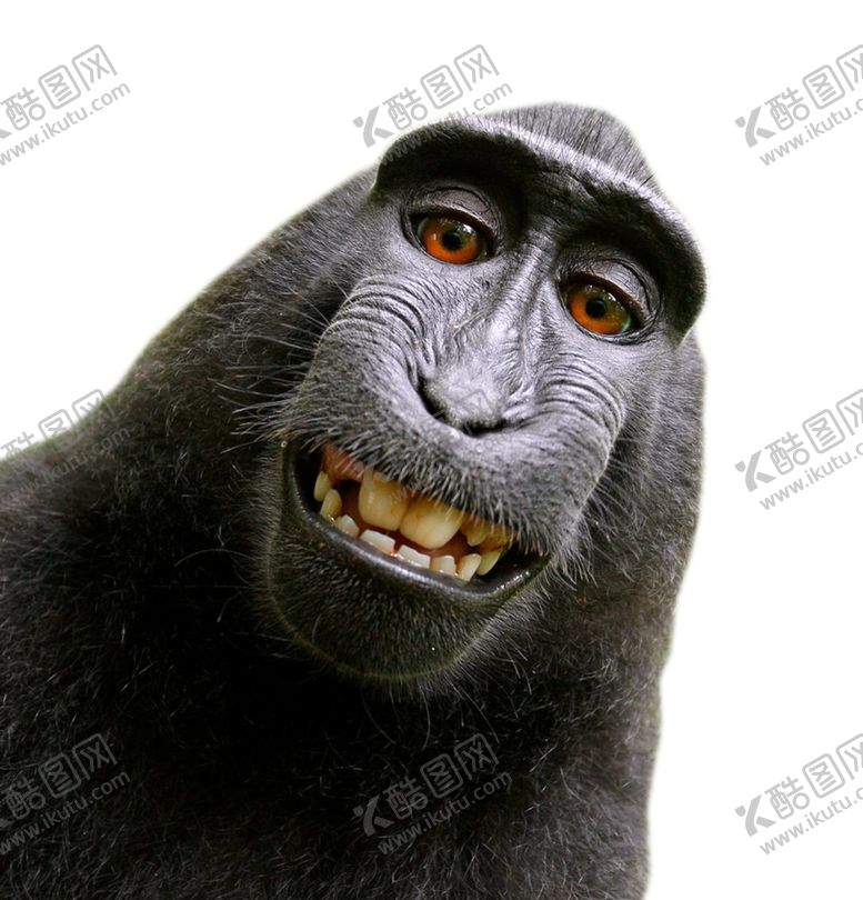 编号：94082904170021413547【酷图网】源文件下载-猩猩
