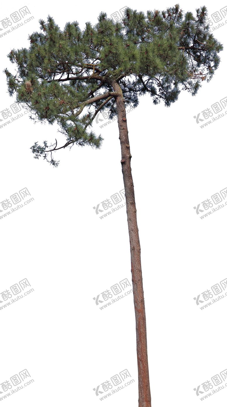 编号：44639807141258191980【酷图网】源文件下载-透明大树图片绿色植物