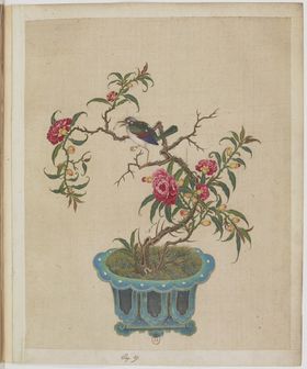 盆景花鸟