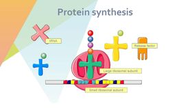 细胞生物学和组织学