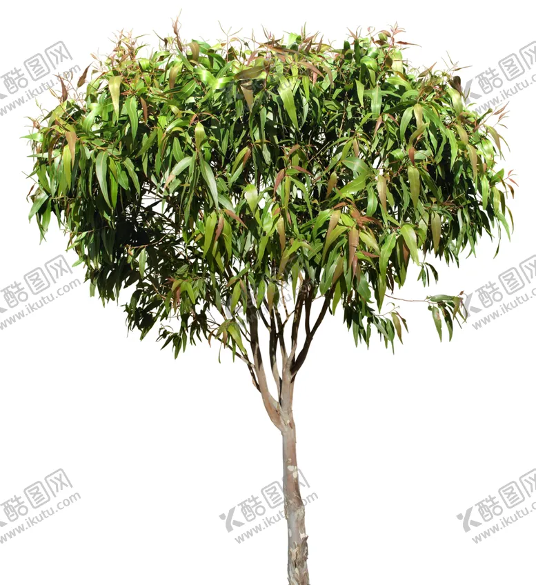 编号：65227406280409268709【酷图网】源文件下载-免扣树木素材