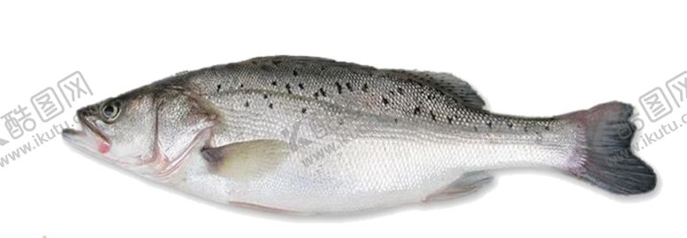 编号：88779509220722304846【酷图网】源文件下载-鲈鱼