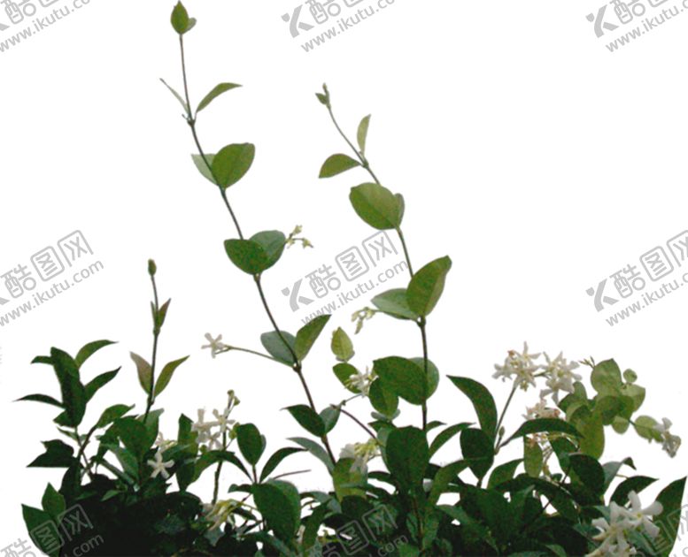 编号：42098009260515089518【酷图网】源文件下载-植物