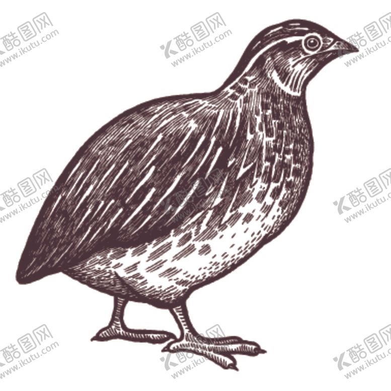 编号：32832110162320233596【酷图网】源文件下载-家养动物主题插画