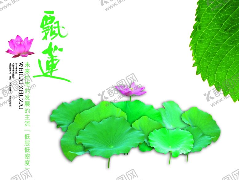 绿色清新荷花荷叶文案宣传海报
