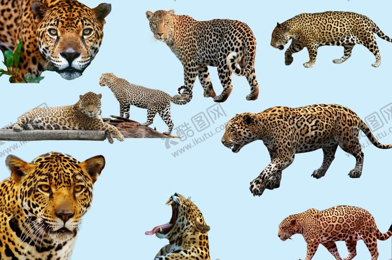 编号：59692009211437125267【酷图网】源文件下载-豹子