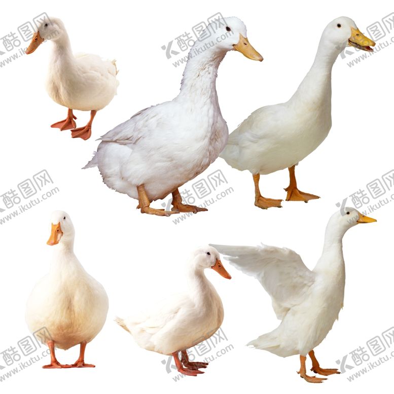 编号：93412910161650571097【酷图网】源文件下载-鸭子