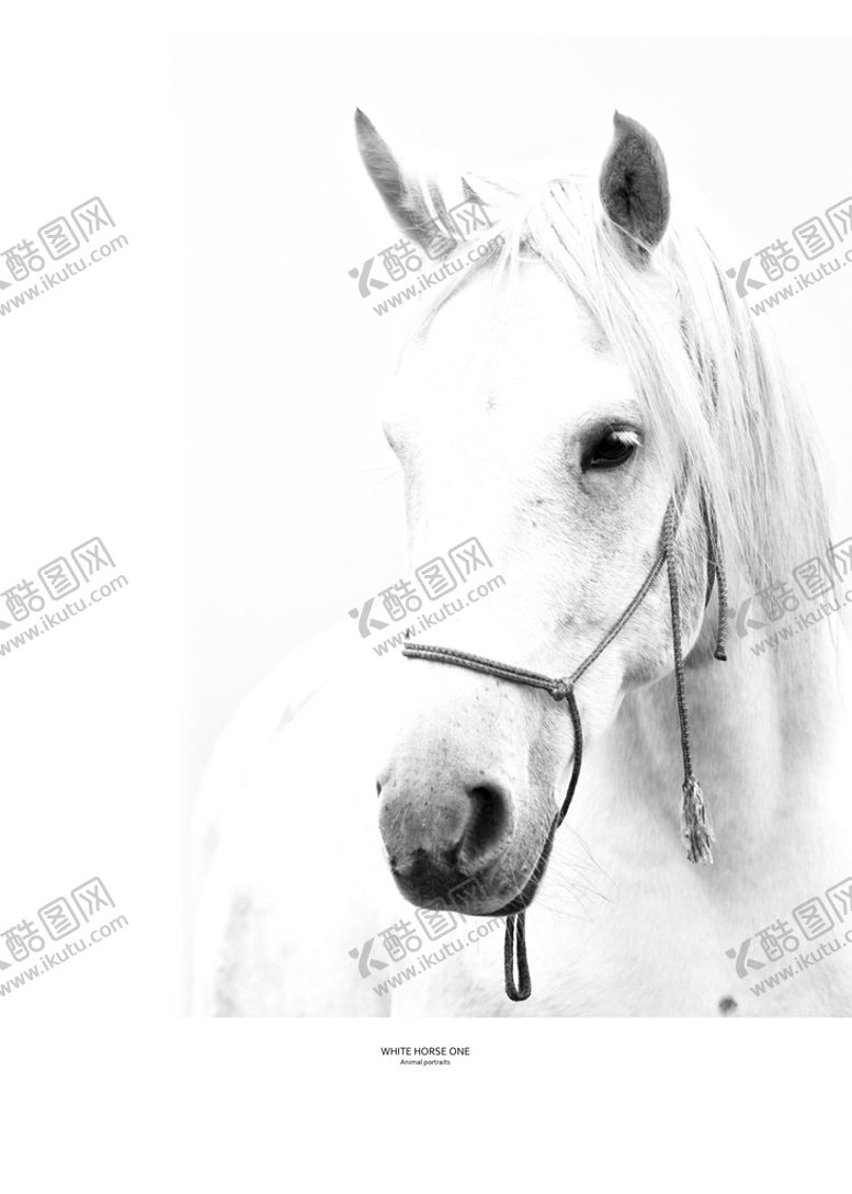 编号：71892509200413370936【酷图网】源文件下载-马装饰画
