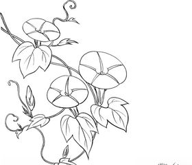 日本线描植物花卉矢量素材