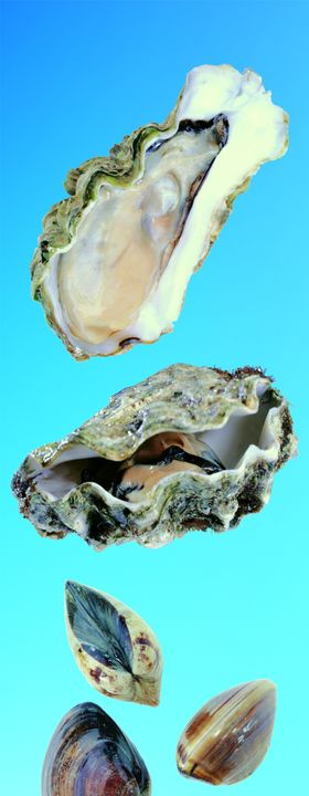 海参 图片 竹简花纹 
