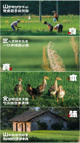 山野食材美食海报