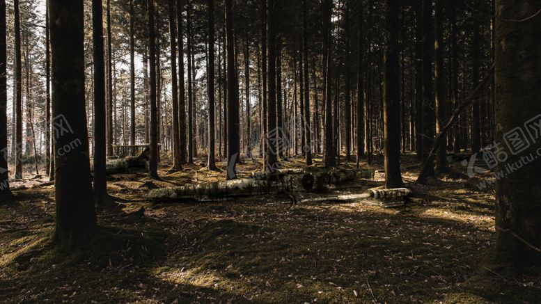 编号：41982510190337152710【酷图网】源文件下载-森林树木树枝风景背景