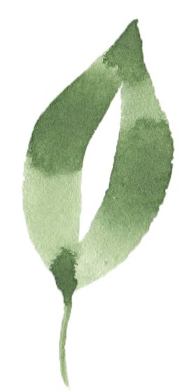手绘植物花卉