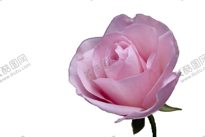 编号：44067710080245147594【酷图网】源文件下载-玫瑰花