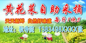 黄花菜